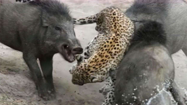 猛虎vs猪王视频直播,一场不讲武德的动物界顶流对决,我蹲了三天三夜 猛虎vs猪王视频直播,一场不讲武德的动物界顶流对决,我蹲了三天三夜